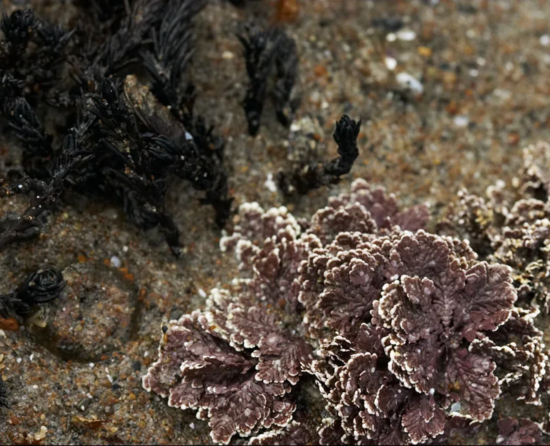 Tide pool fauna