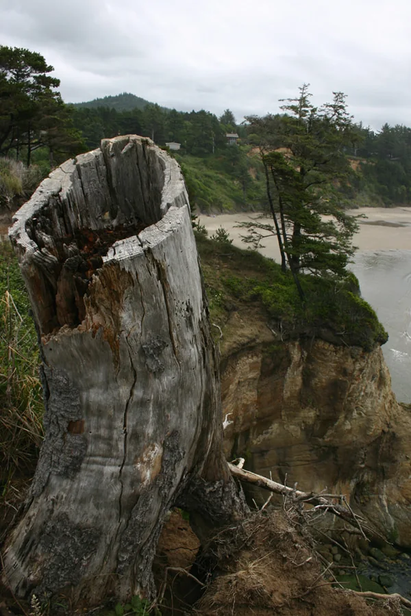 Tree stump