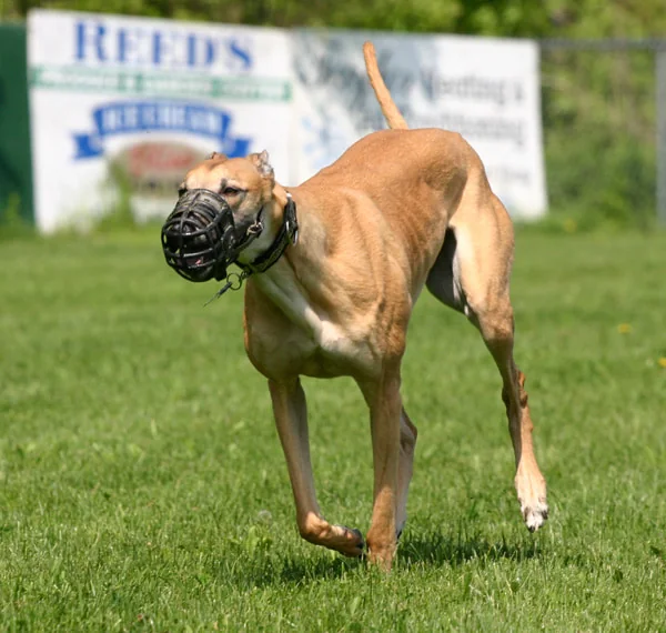 Vision blazing away at full trot