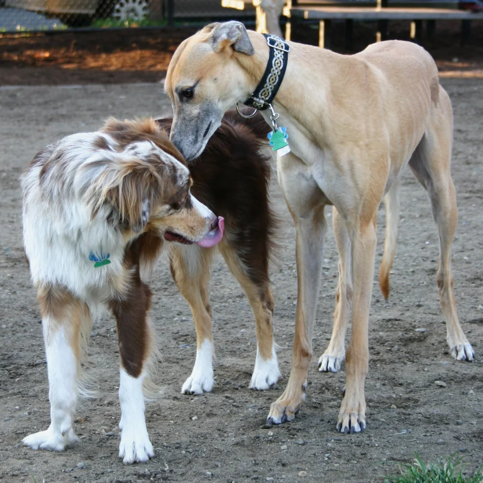 Vision v. collie