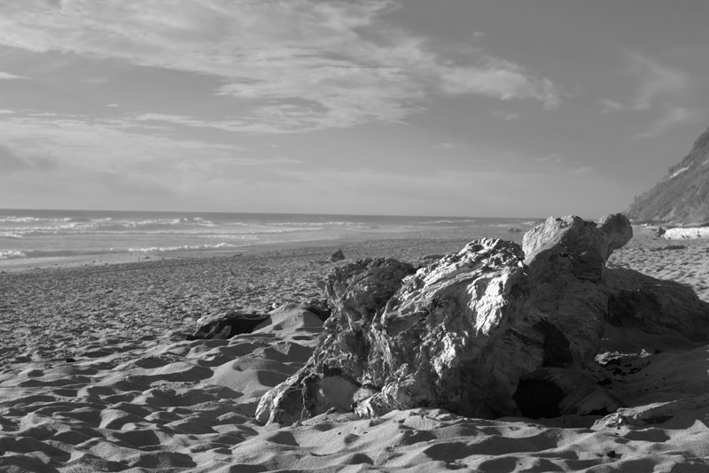 Tree trunk on beach
