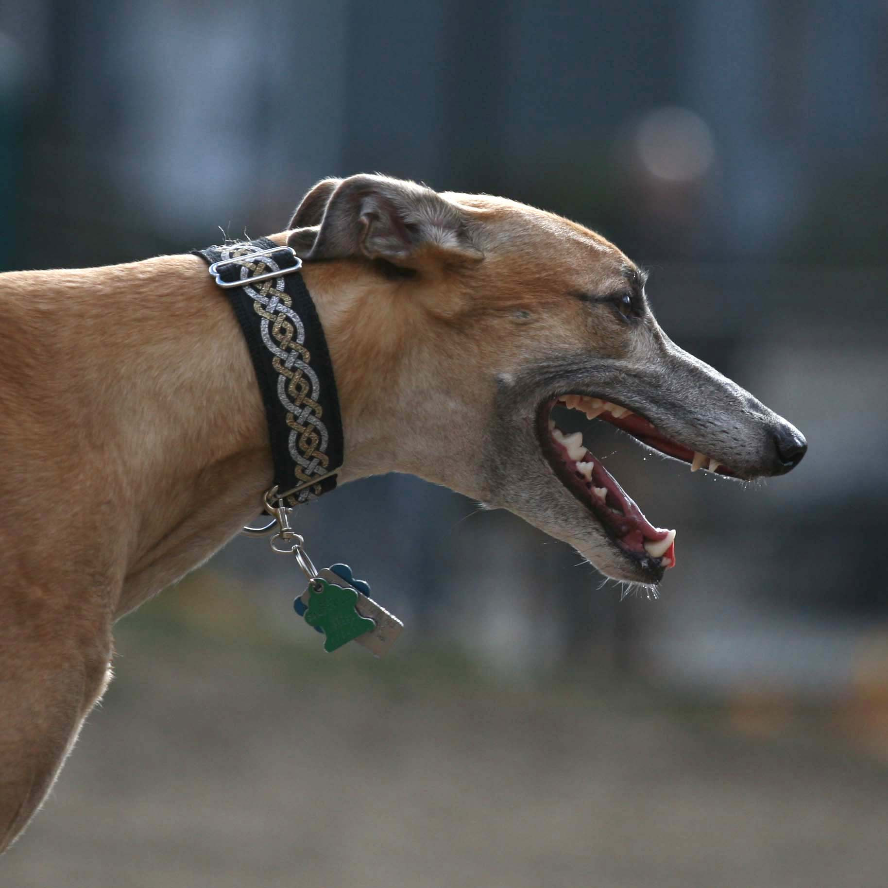 Vision and her teeth