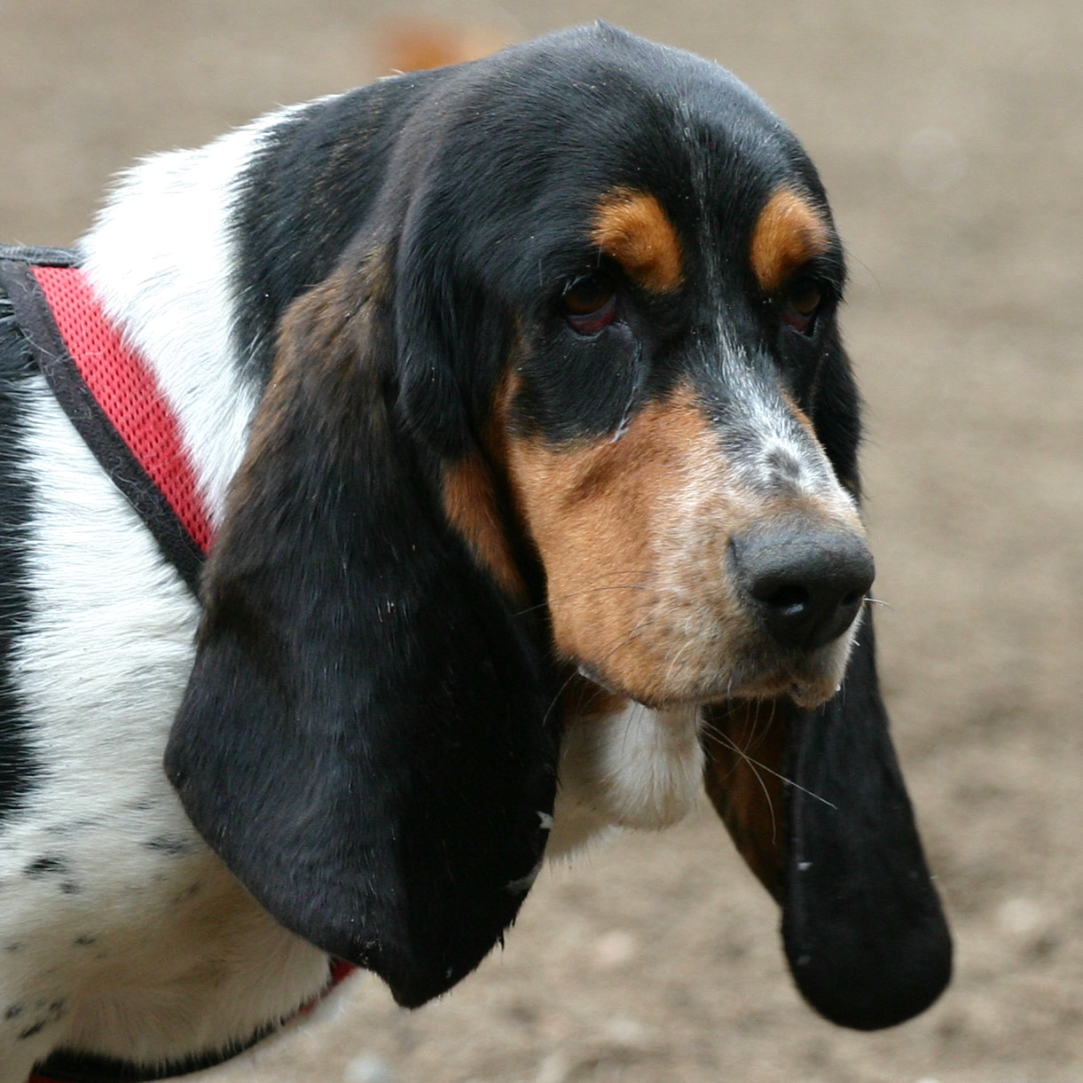 Who's got basset face?