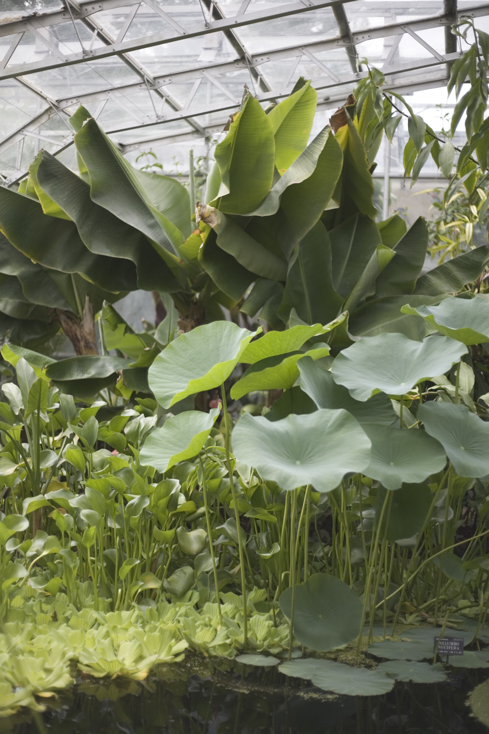 Lives of the monster plants