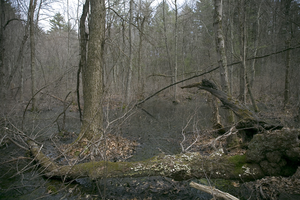 Swamp at Noon Hill