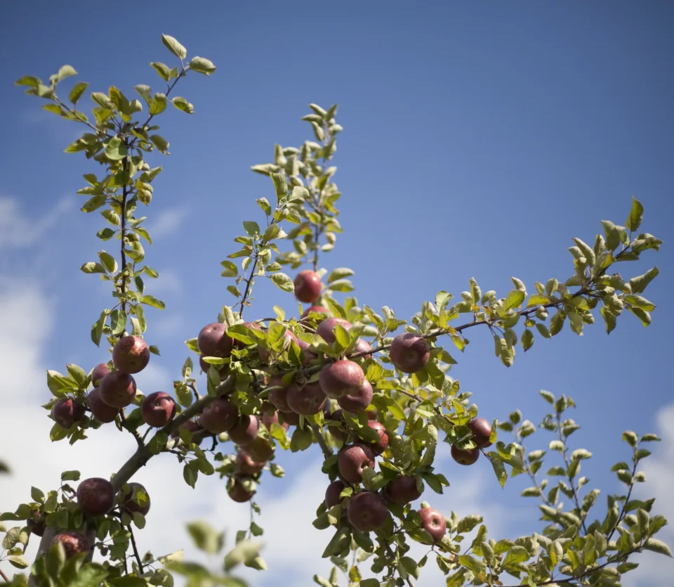 Apples