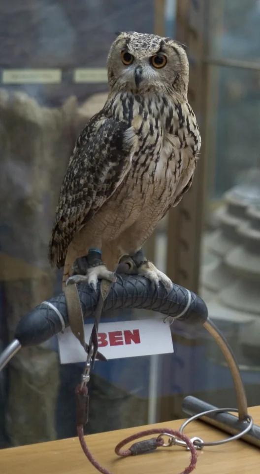 Ben