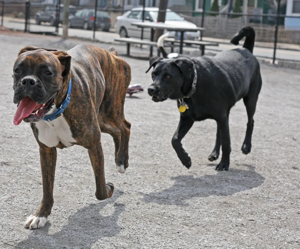 Boxer hunting