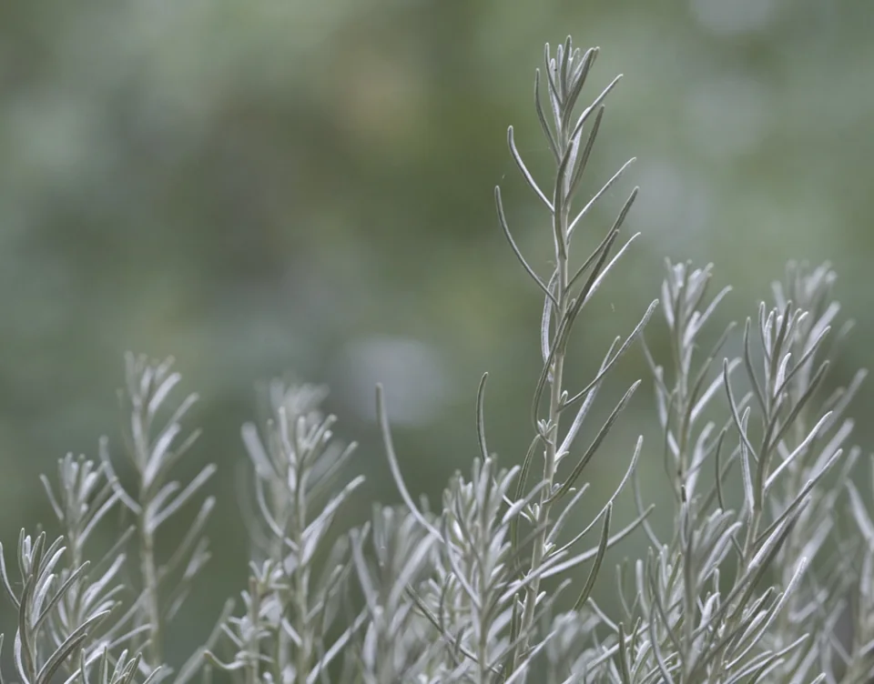 Curry leaves