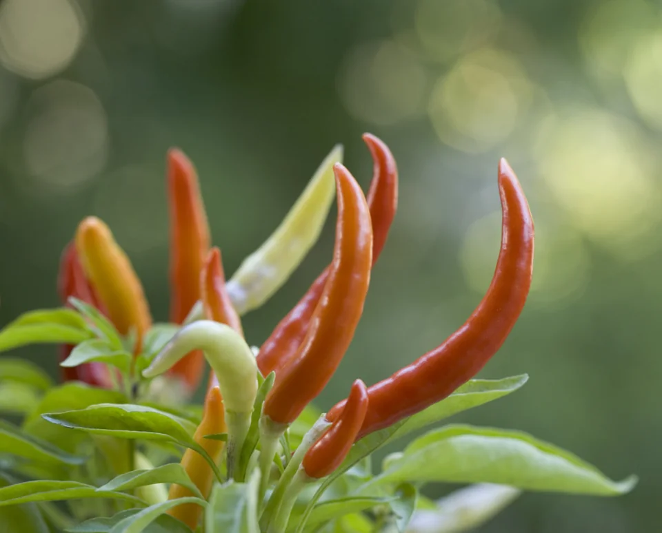 Decorative peppers