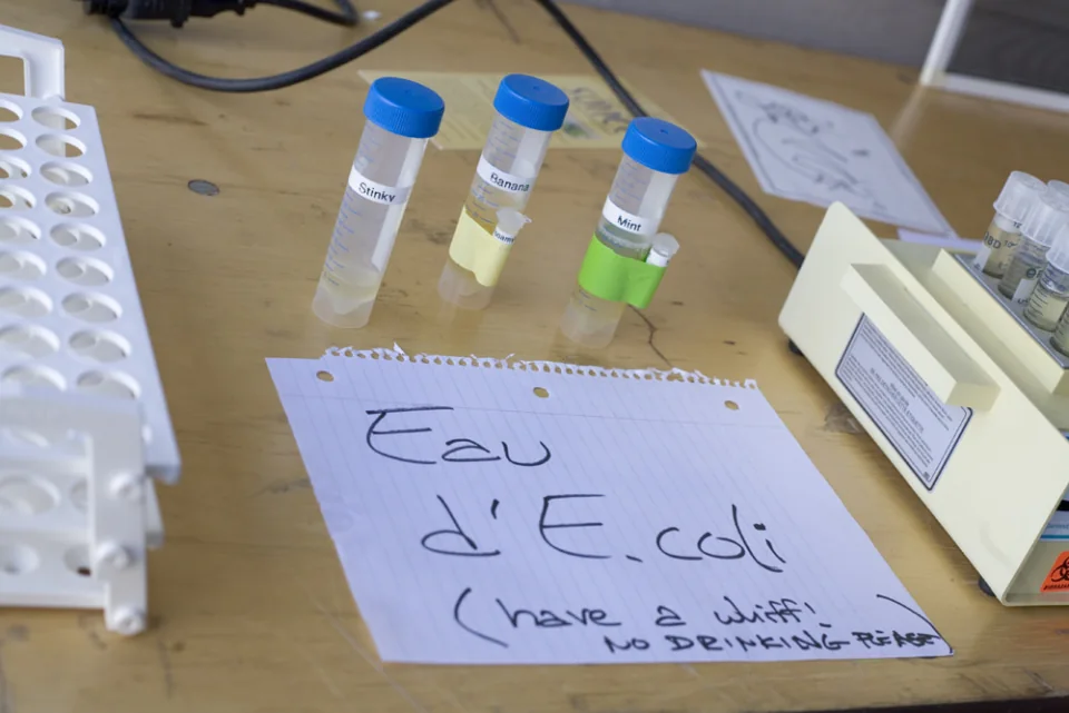 E. coli