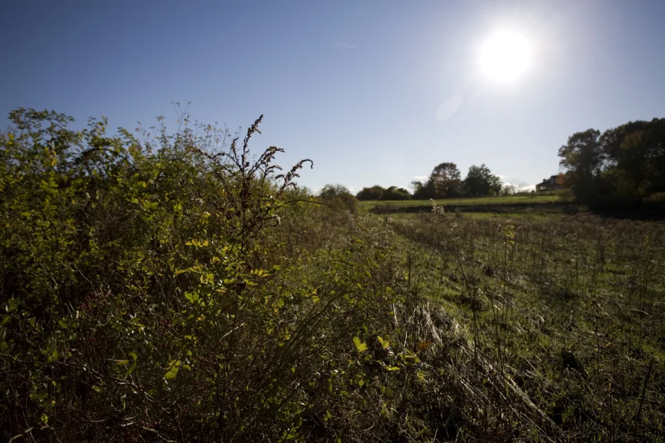 Field