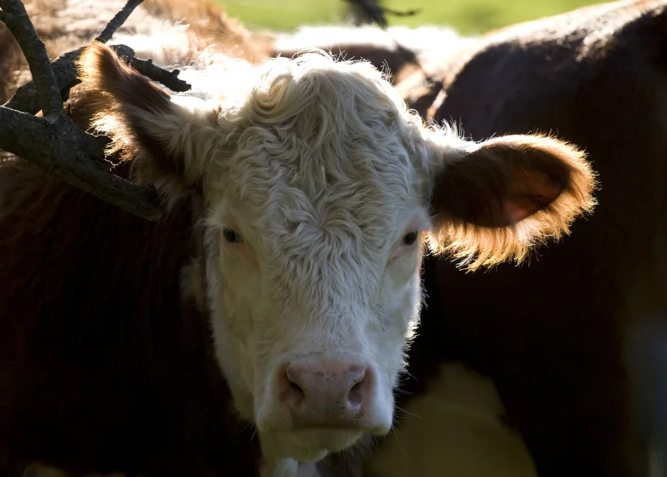 HELLO COW