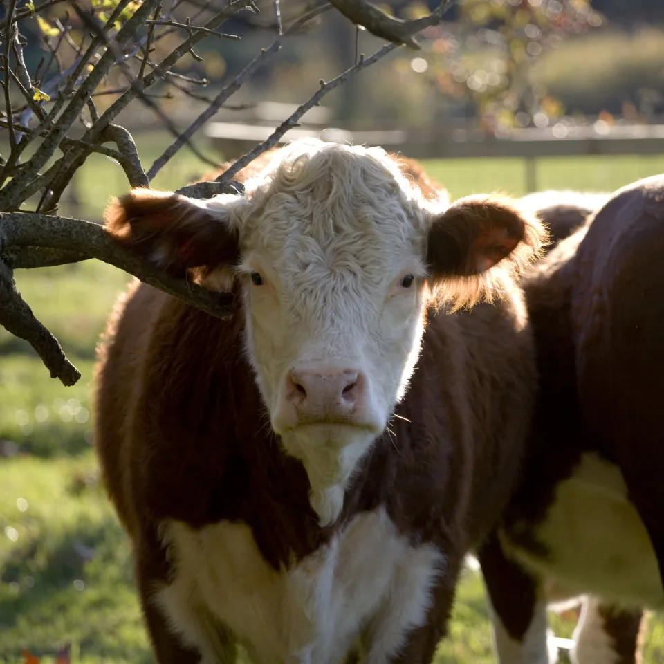 HELLO COW