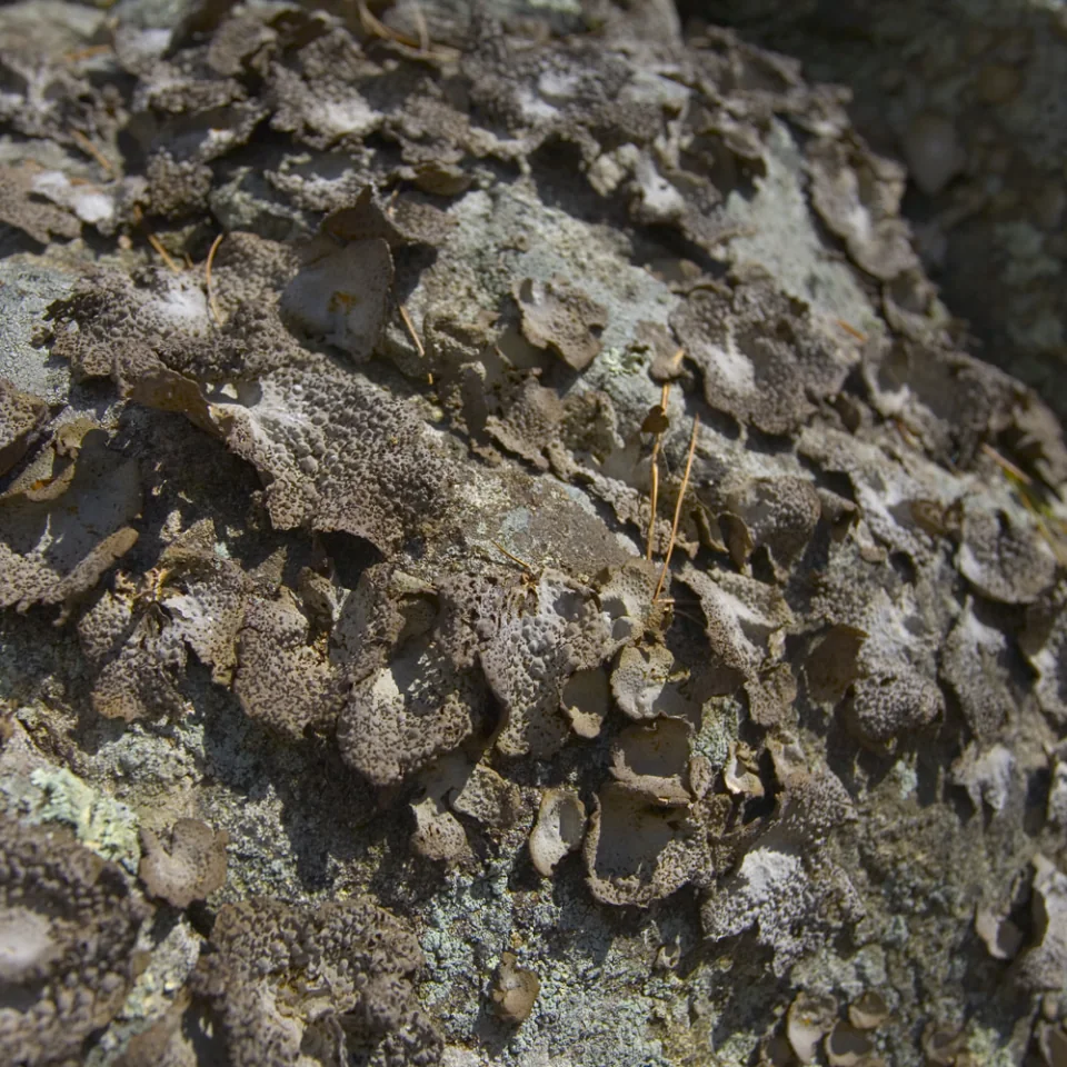 Lichen