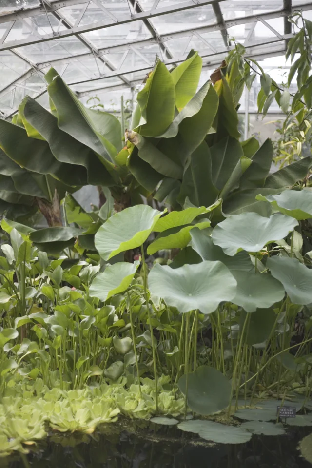 Lives of the monster plants