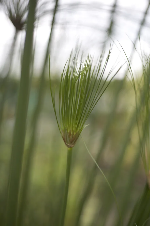 Papyrus