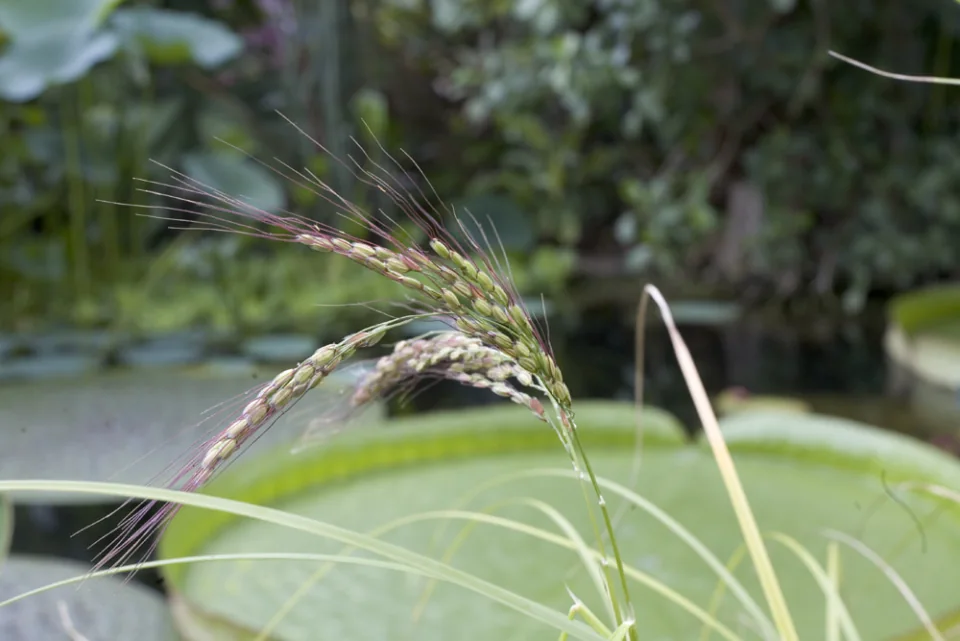Rice and lily