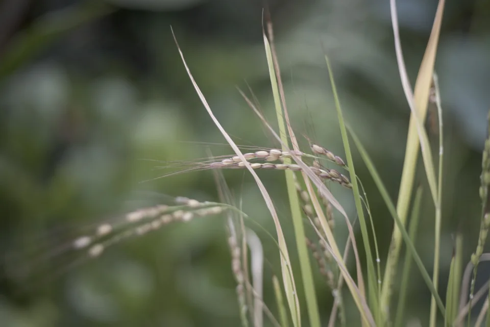 Rice