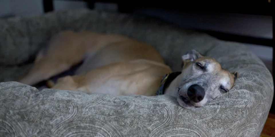 Sleepy dog