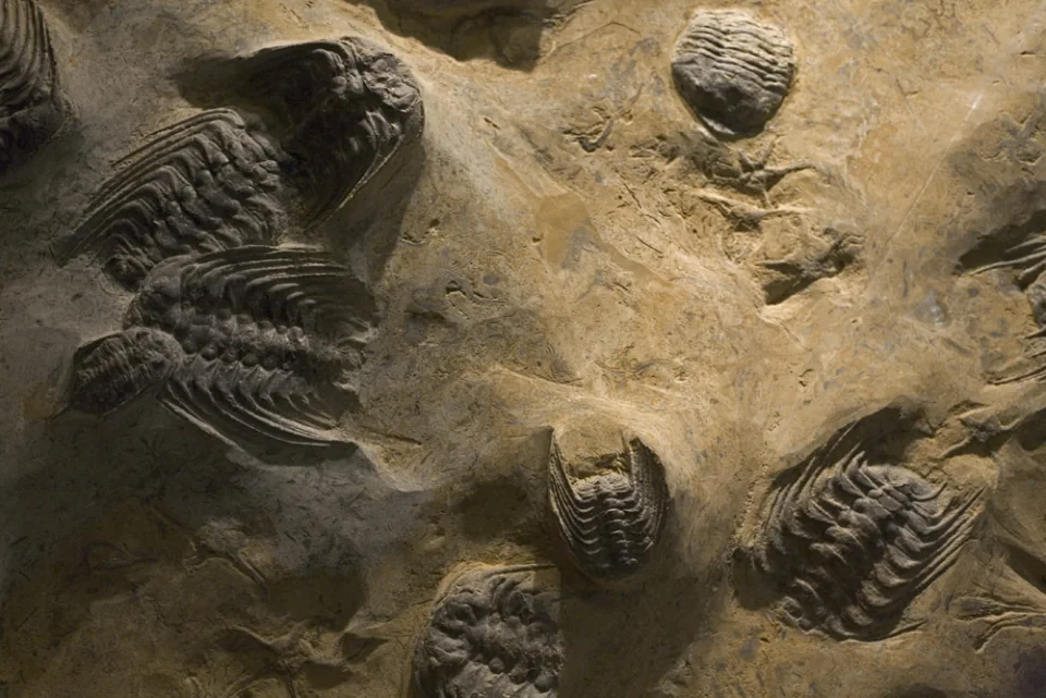 Trilobites