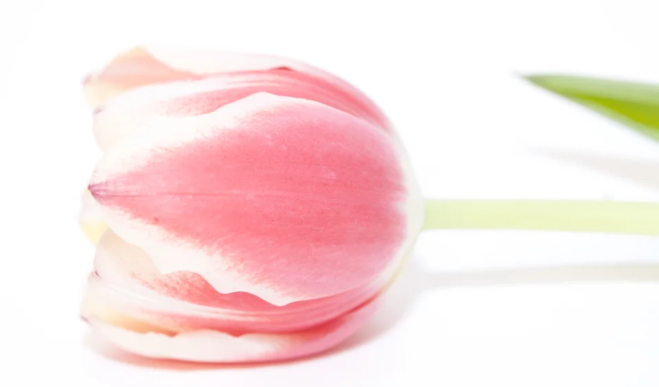 tulip