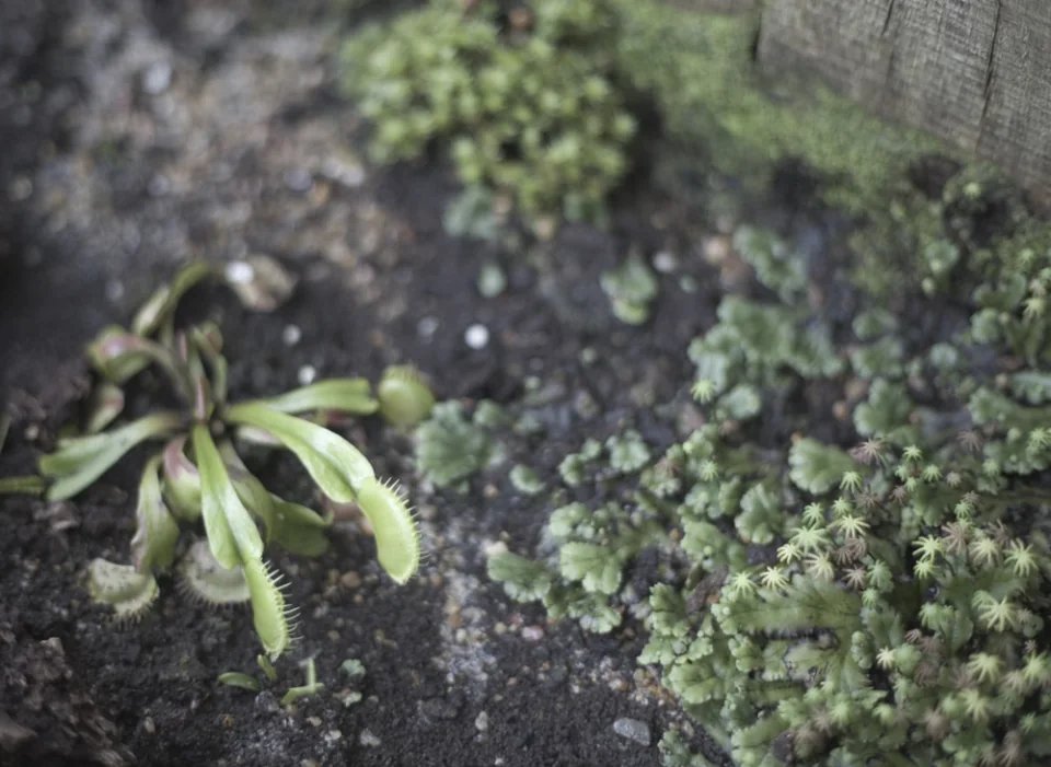 Venus fly trap