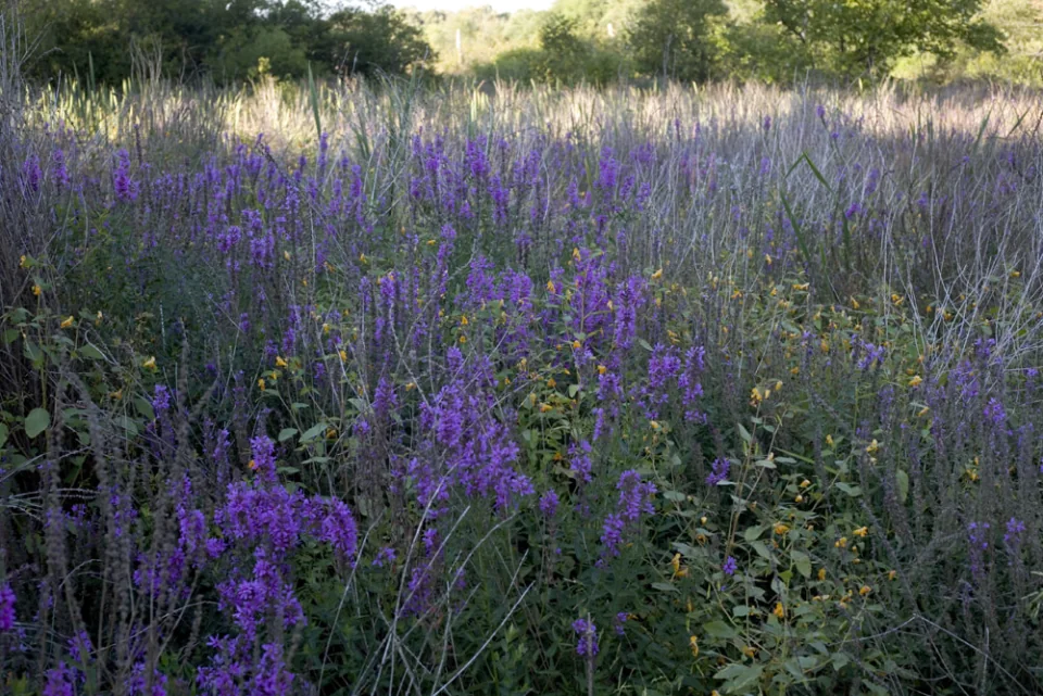 Wildflowers