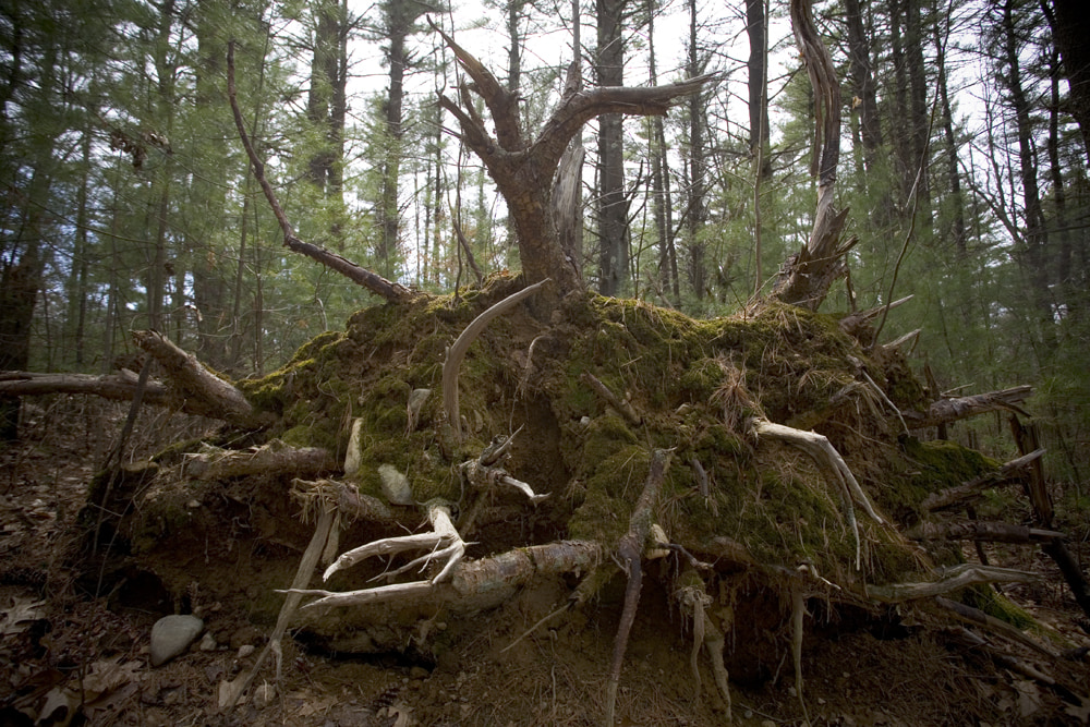 Uprooted
