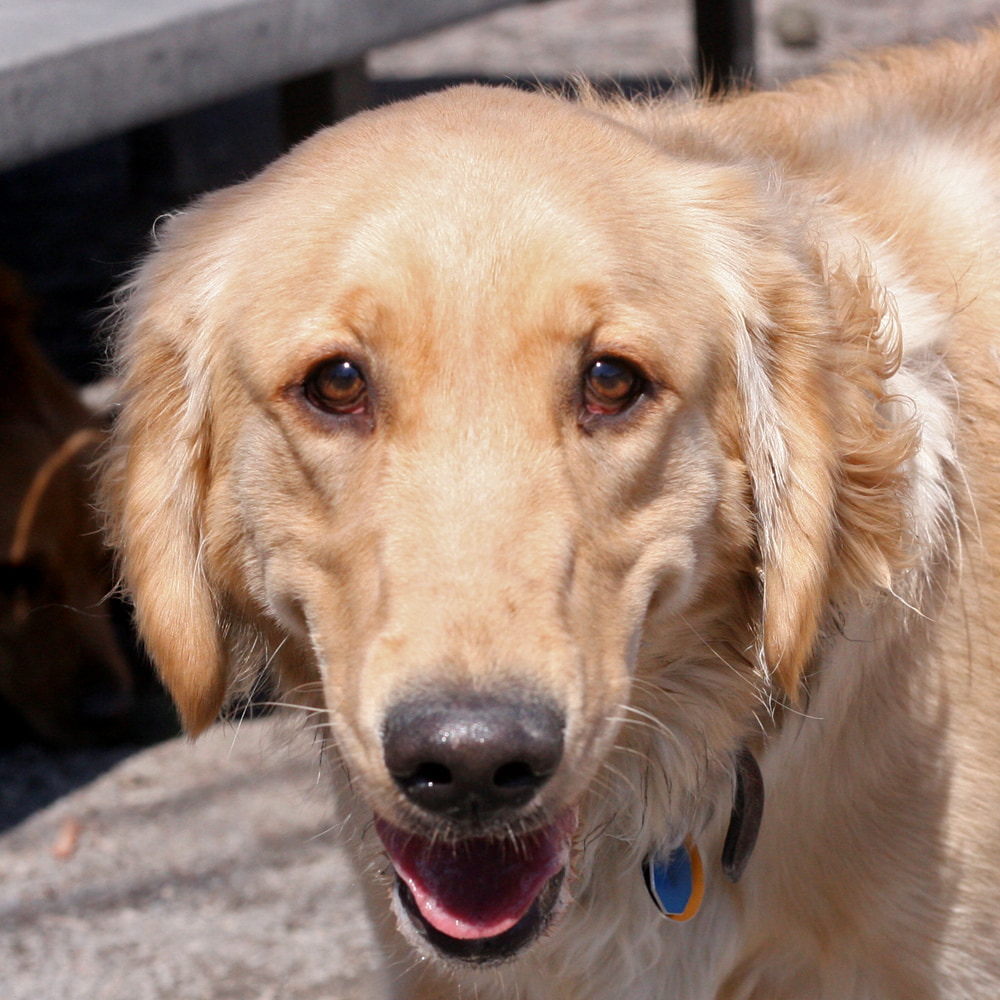 Who's got retriever face?