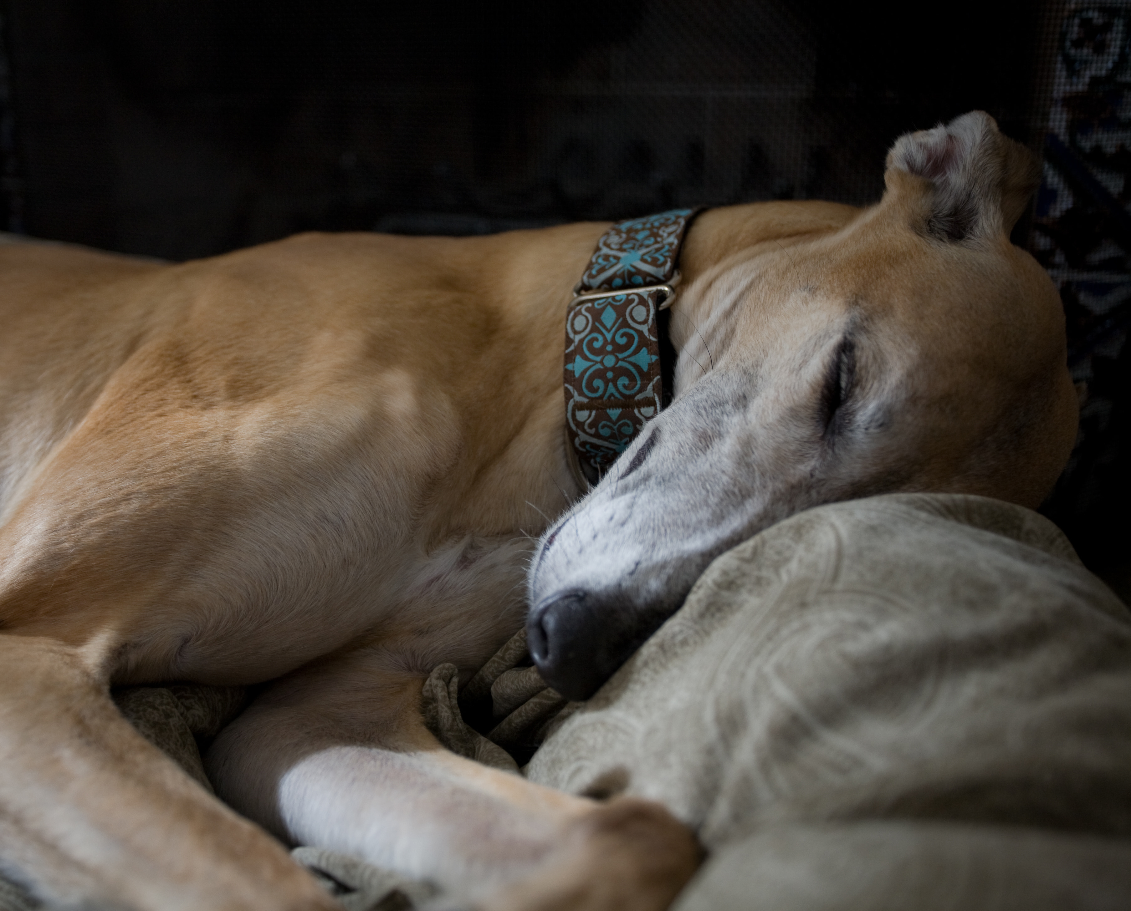 A tired dog is a good dog: day 2