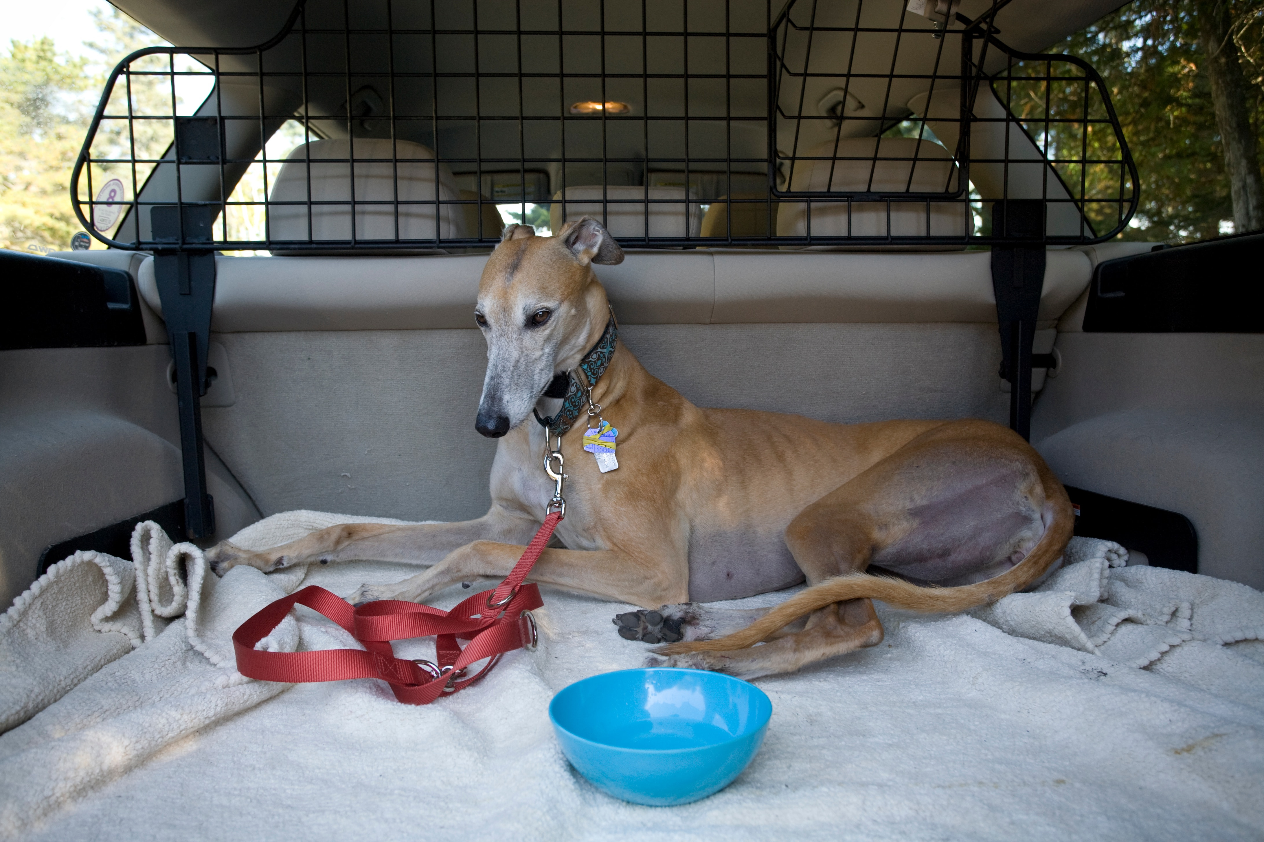 A tired dog is a good dog