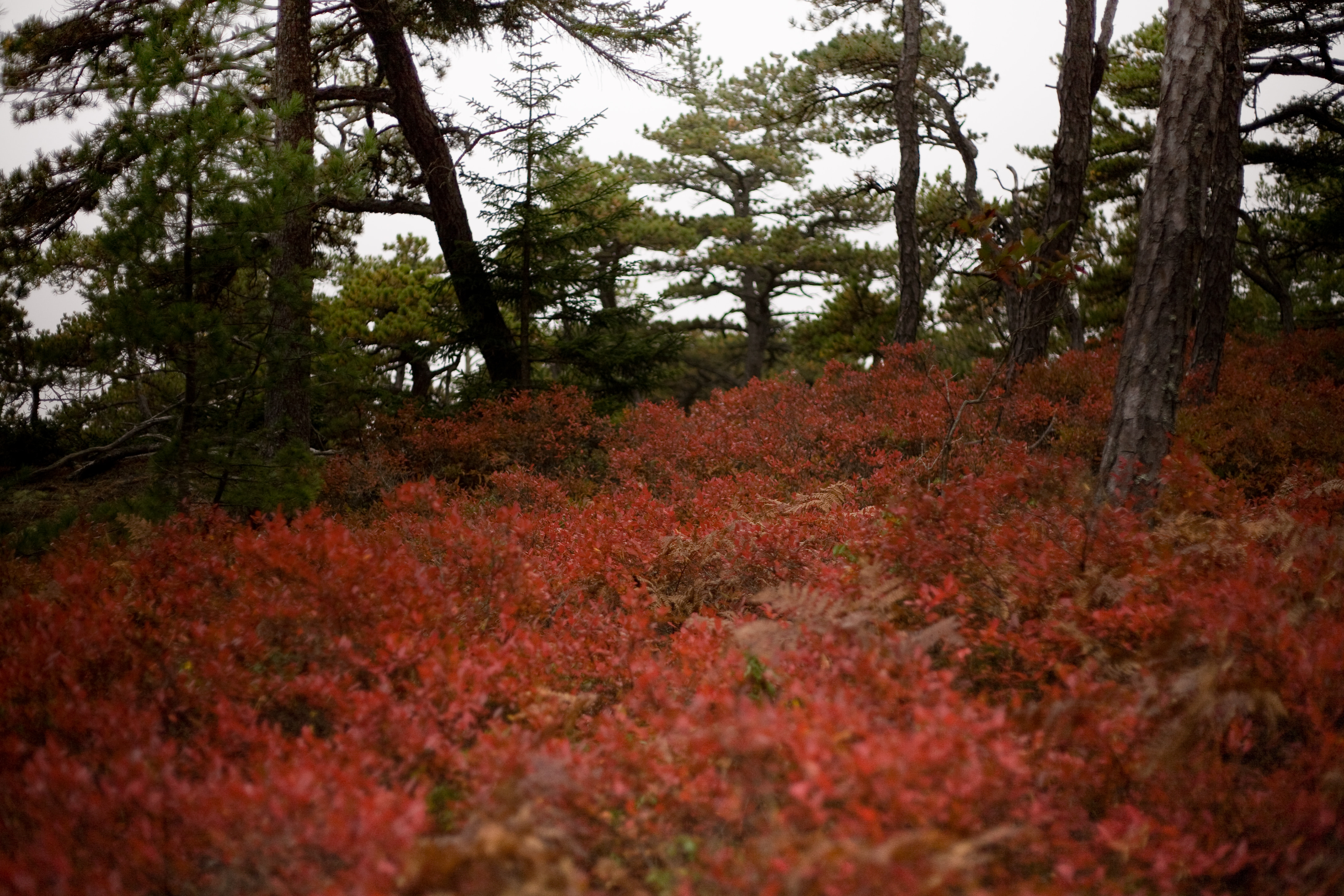 Descending St. Saveur