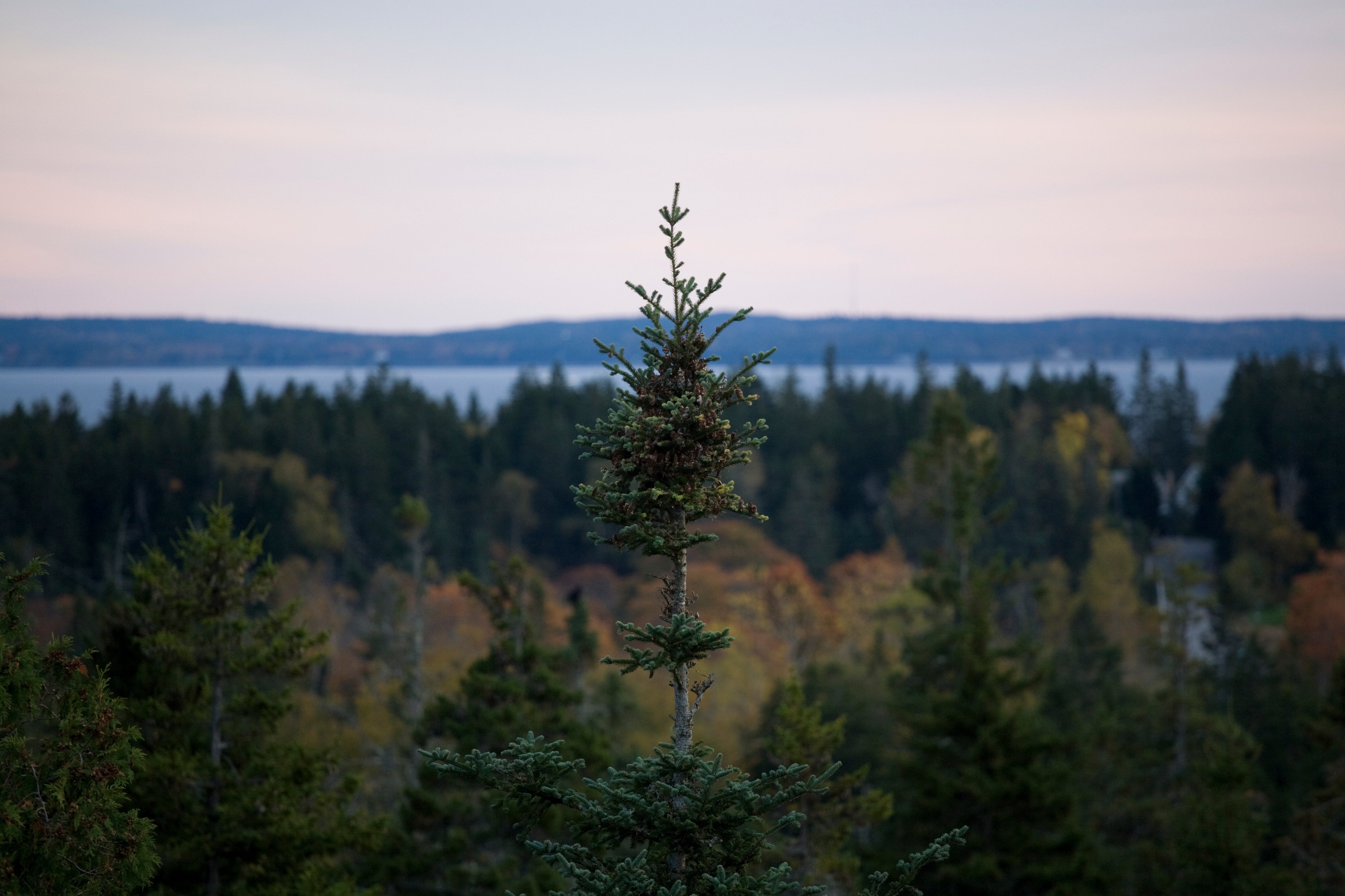 Spruce and autumn foliage, Acadia