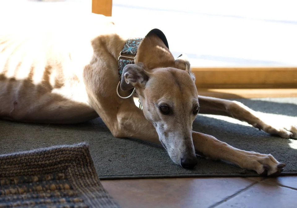 A tired dog is a good dog 3