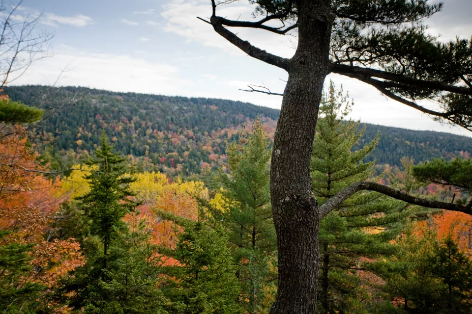 Along the carriage road