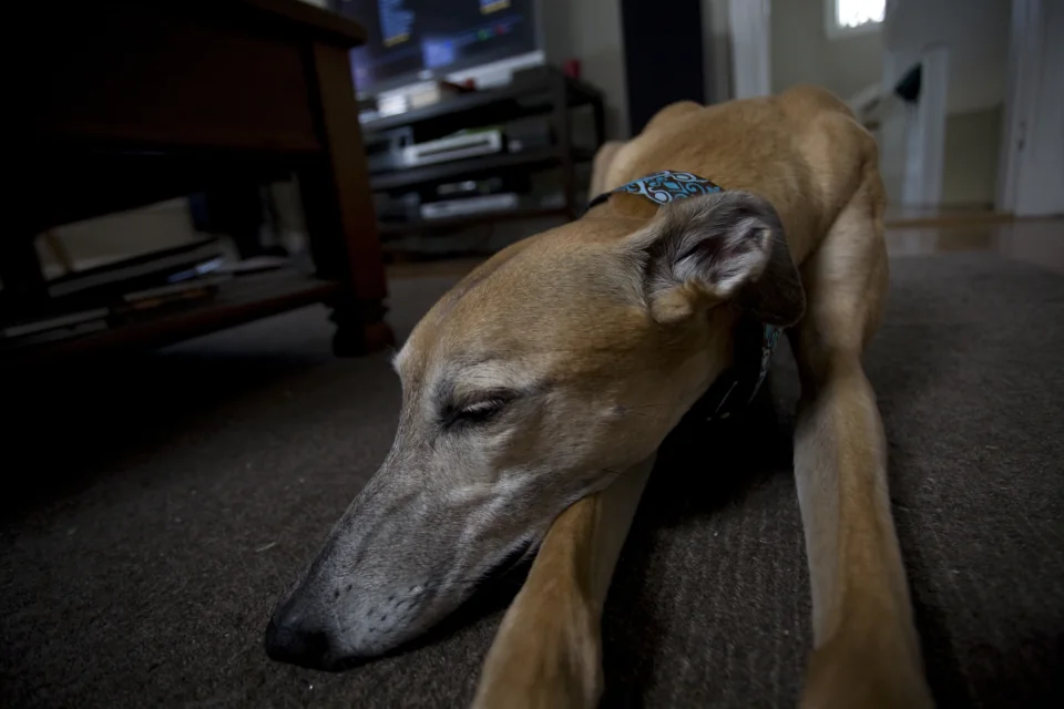 Extreme greyhound