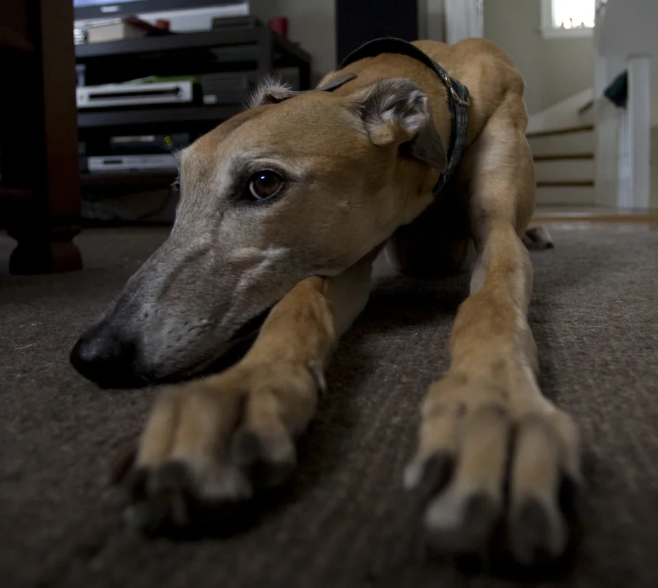 Extreme paws