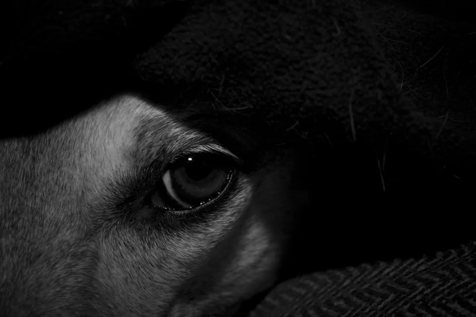 Hairy blanket eye