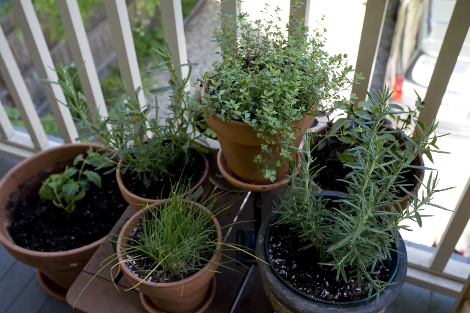 Herbs & tomato