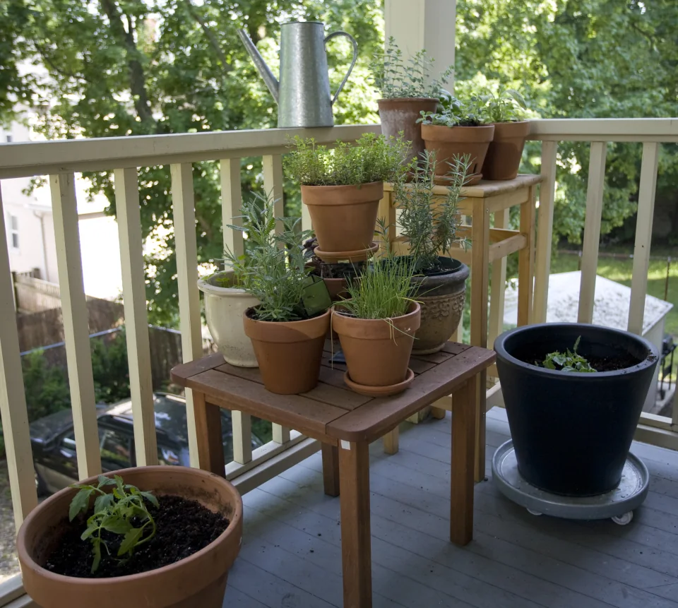 Herbs & tomatoes
