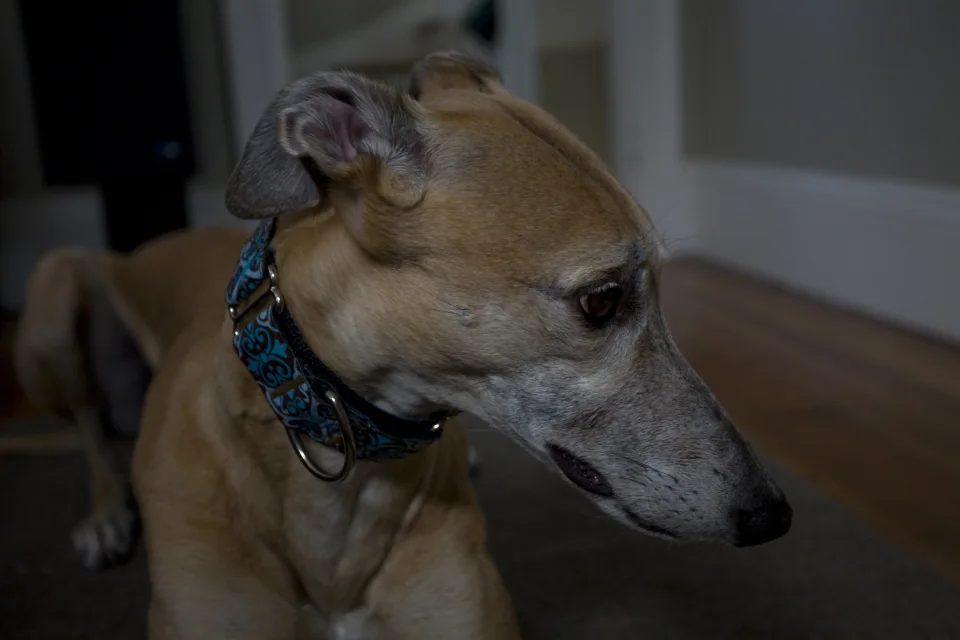 New collar