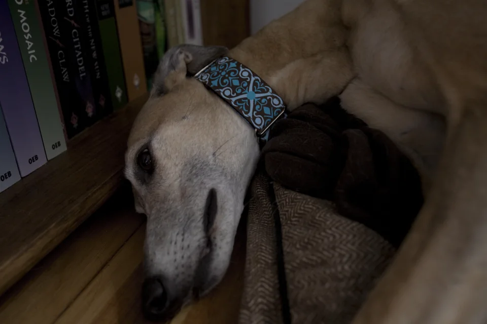 New collar