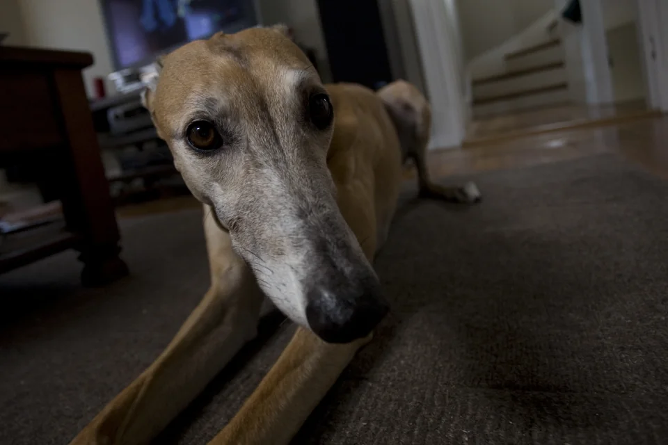 Why the long face 2