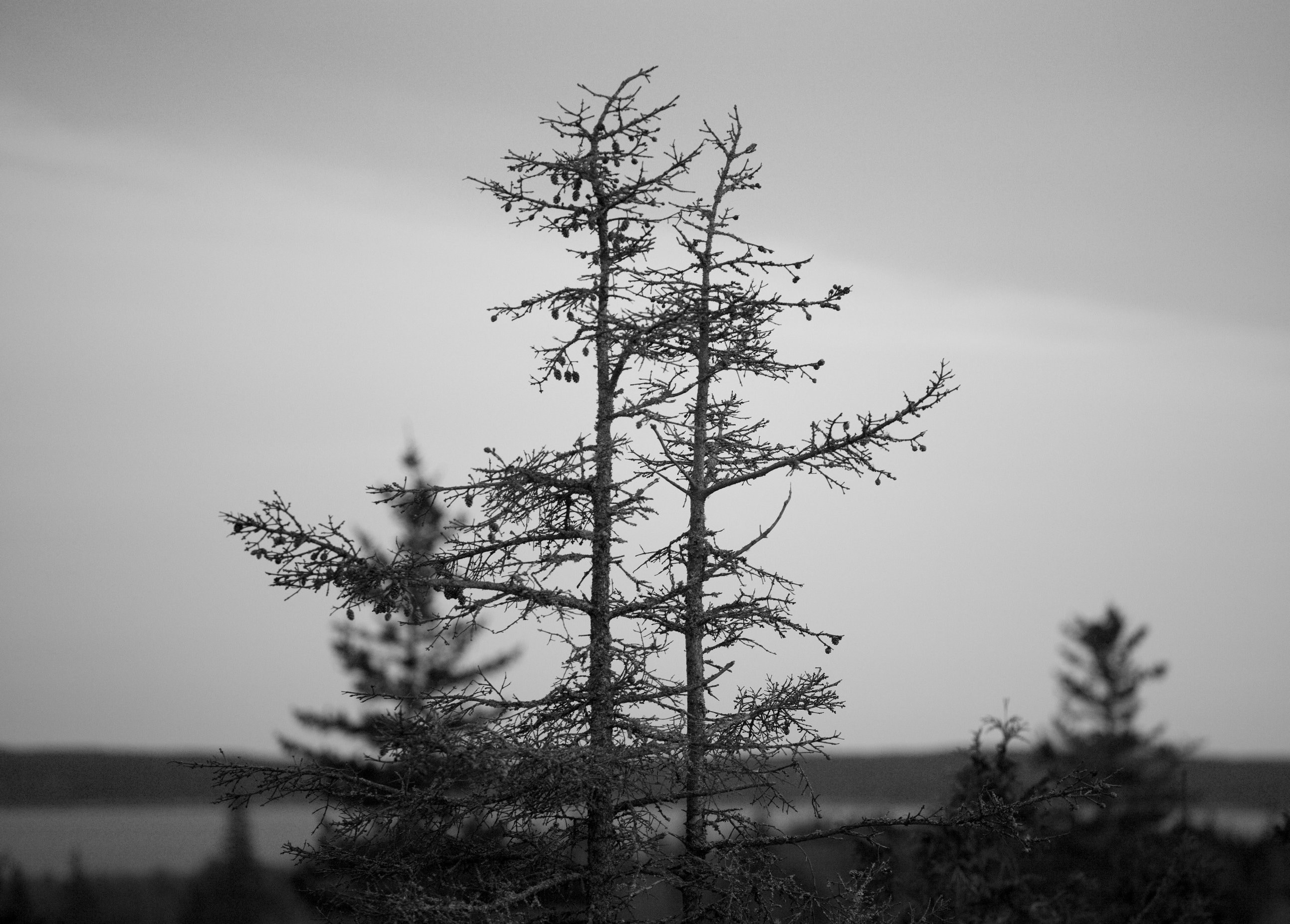 View from house over Southwest Harbor