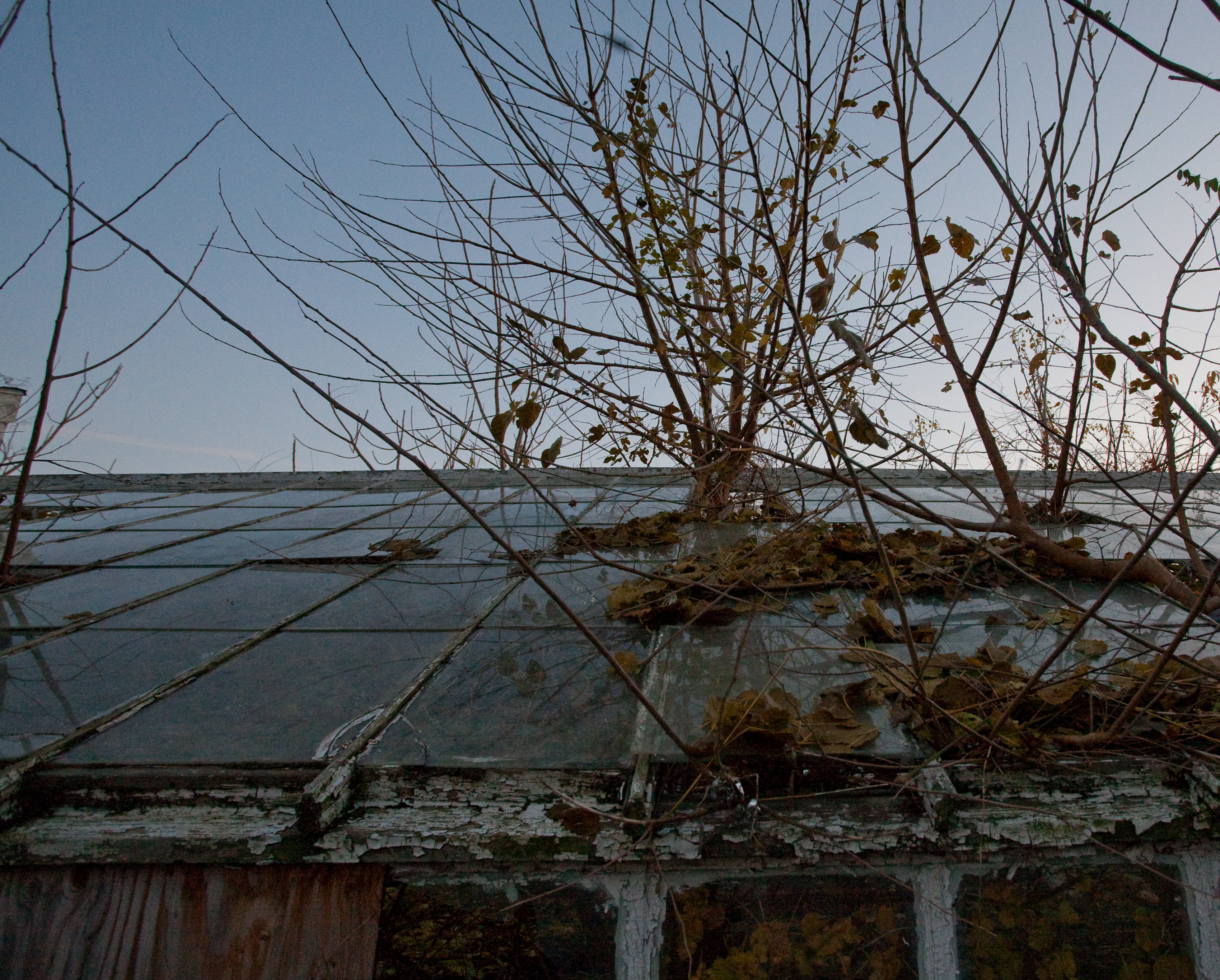 Abandoned greenhouse