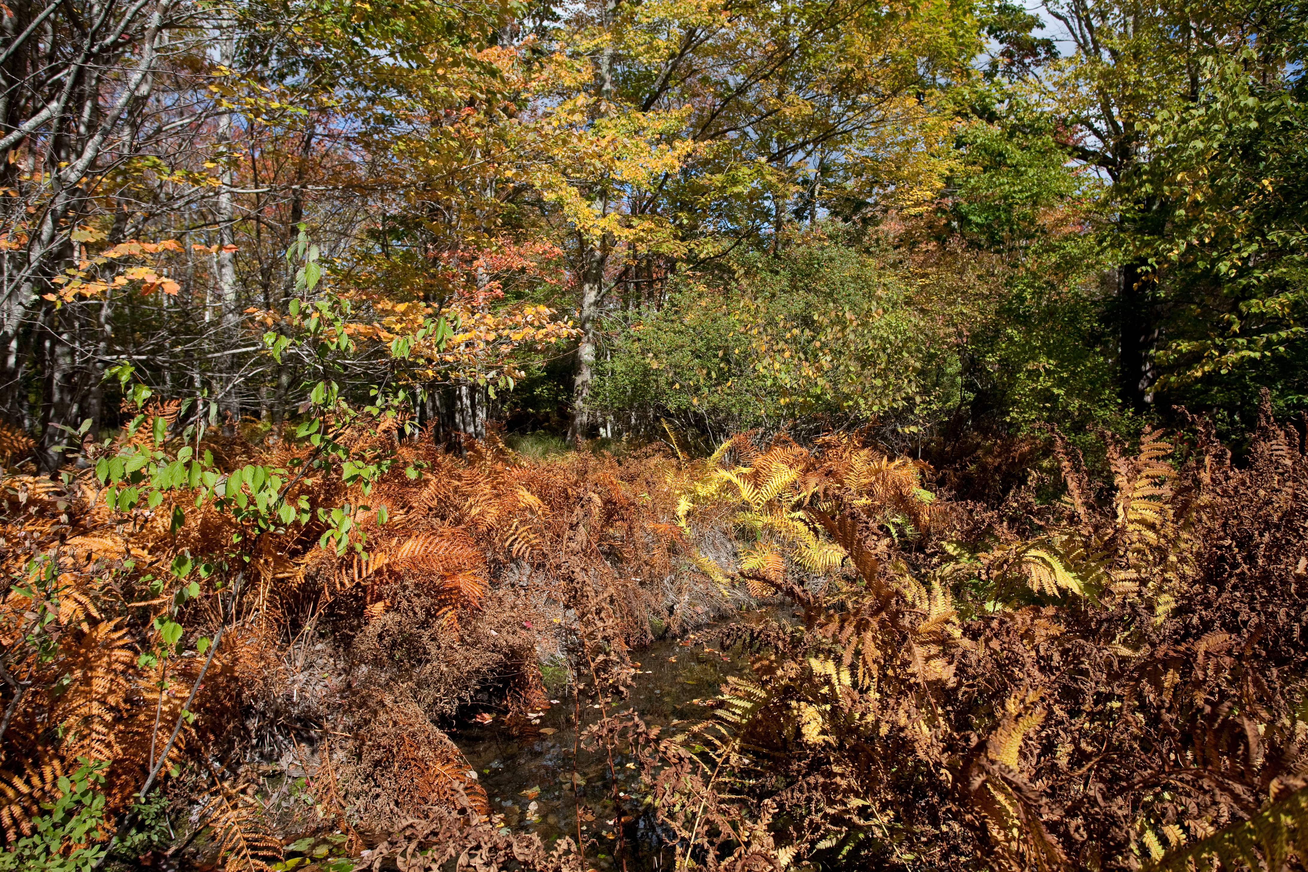 Acadia nature preserve