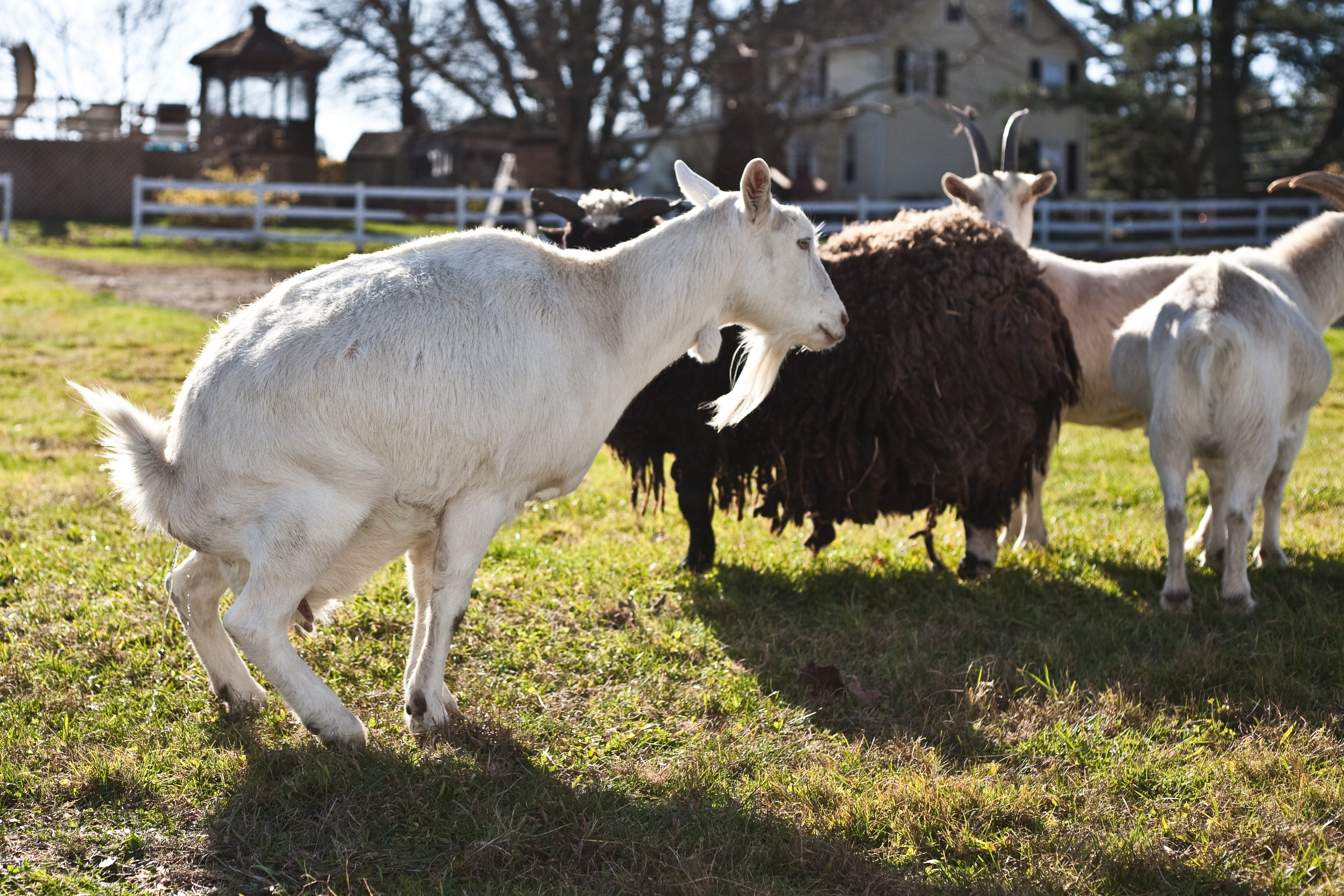 Peeing goat