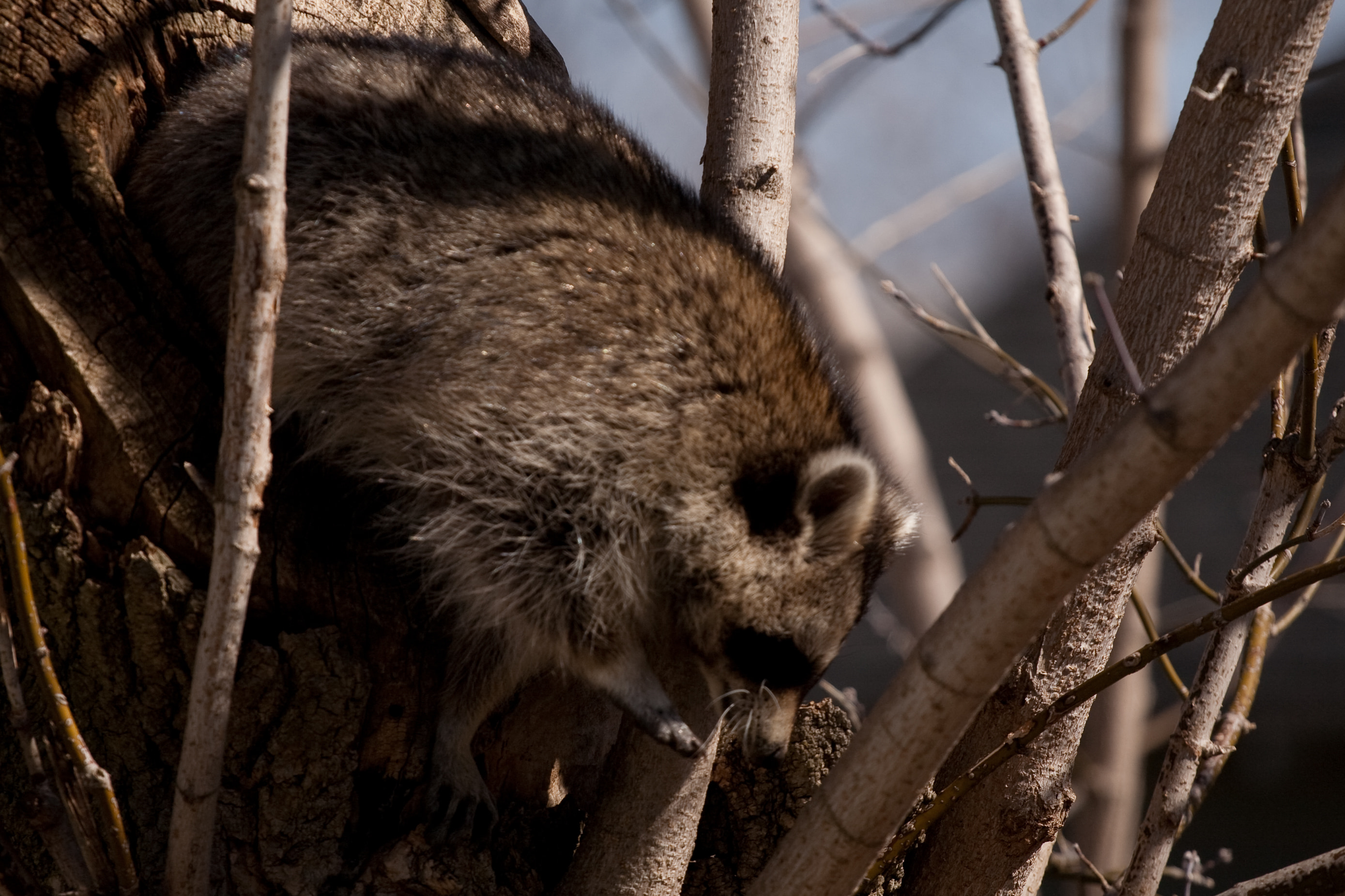 Raccoon