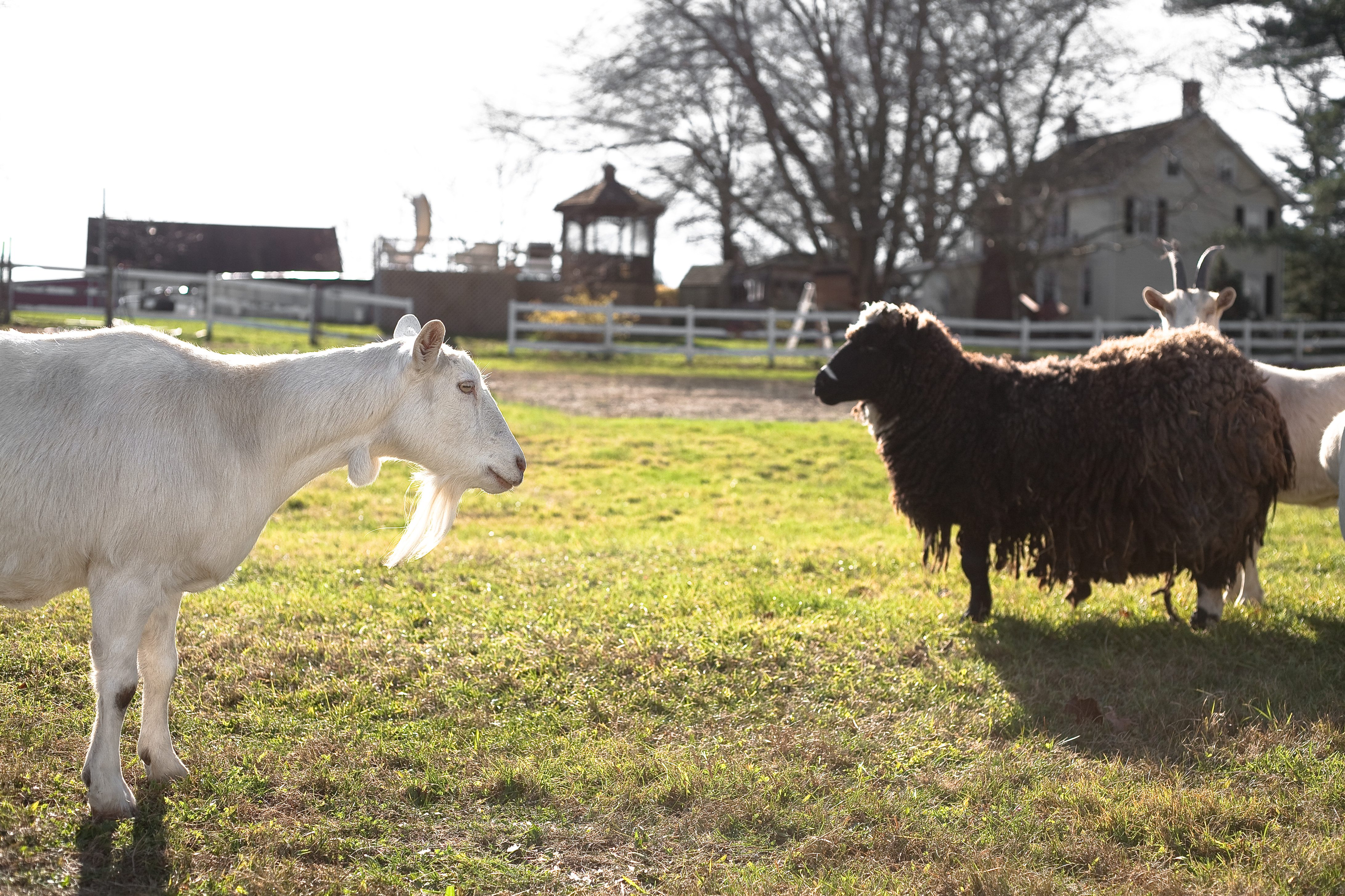 The goat who stared at goats